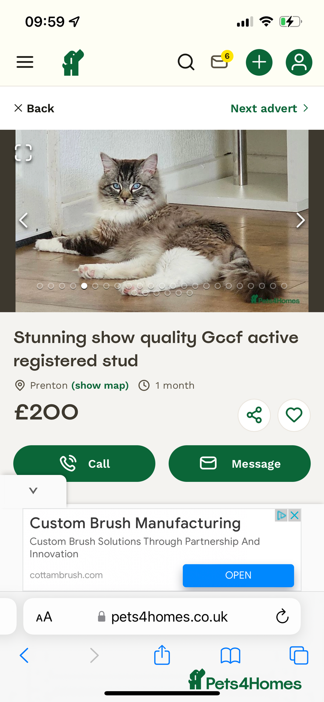 Ragdoll cats for sale: Beautiful rare blue and chocolate lynx Ragdolls  - Image 10