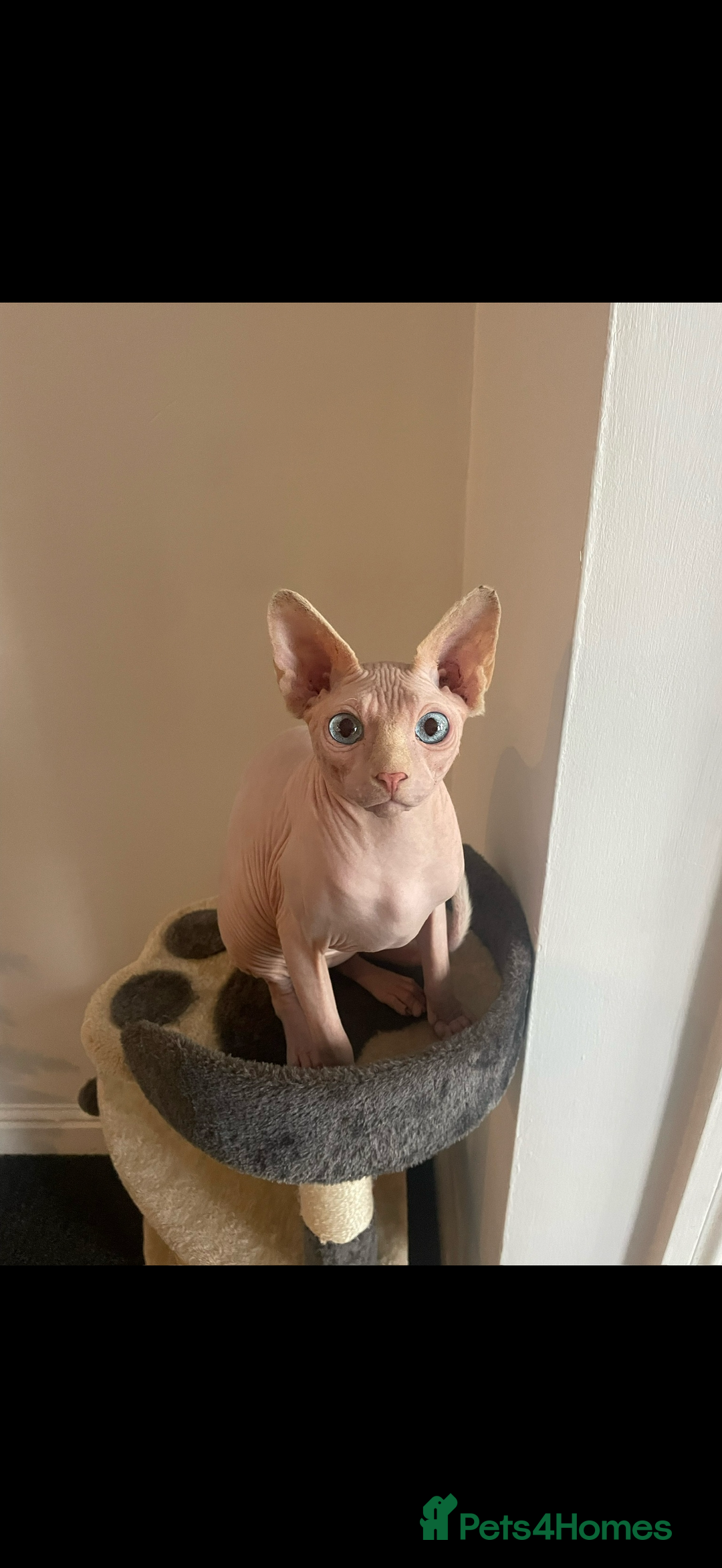 Sphynx cats for sale: Sphynx cat  - Advert 1