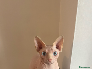 Sphynx cats Sphynx cat - Advert 15