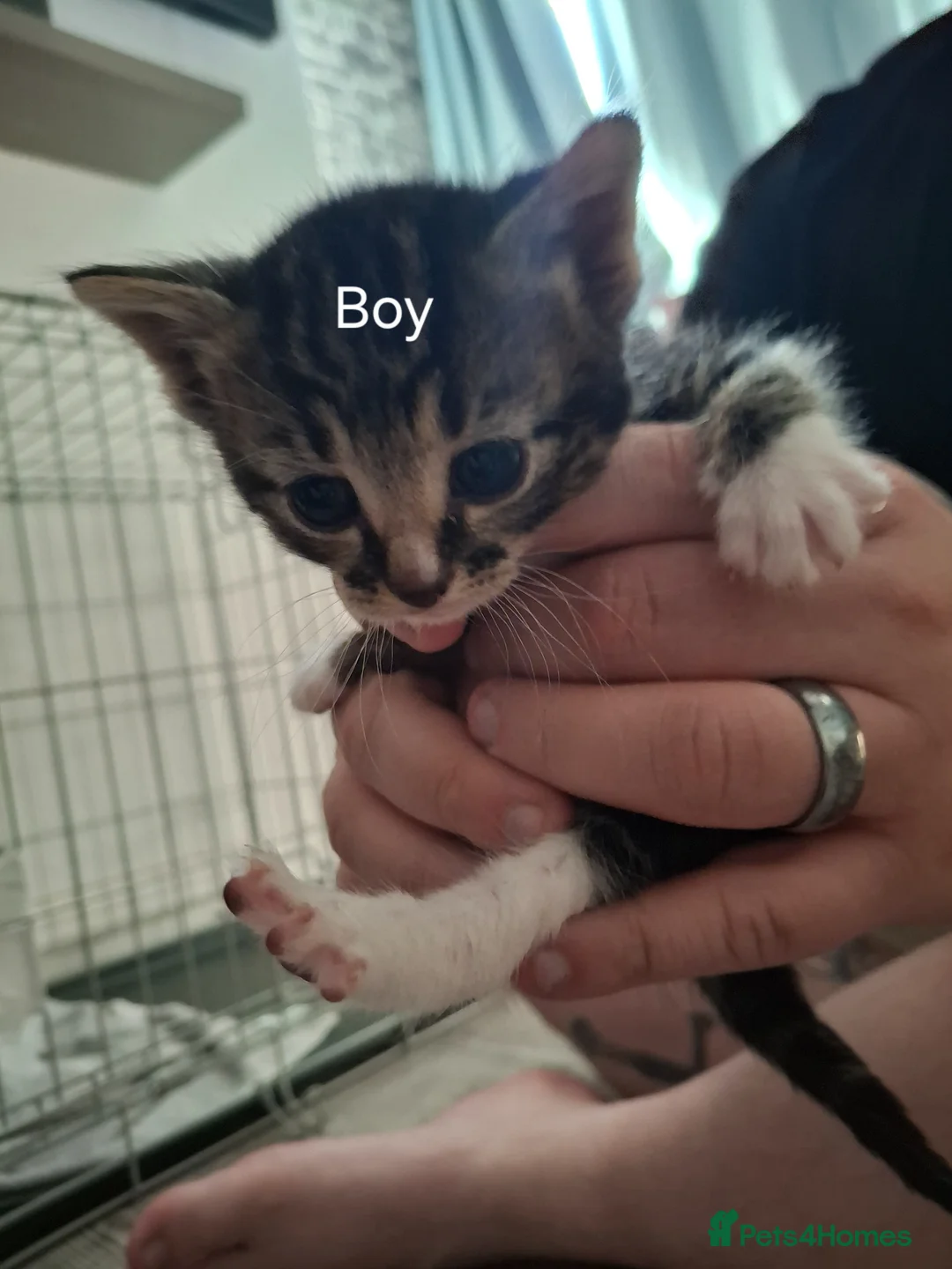 Mixed Breed cats for sale: Kittens - Advert 2