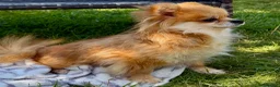 Pomeranian dogs for adoption: DARCY – Miniature Pomeranian - Advert 6