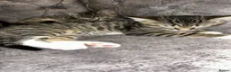 Domestic Shorthair cats for sale: Stunning tabby kittens - Advert 8