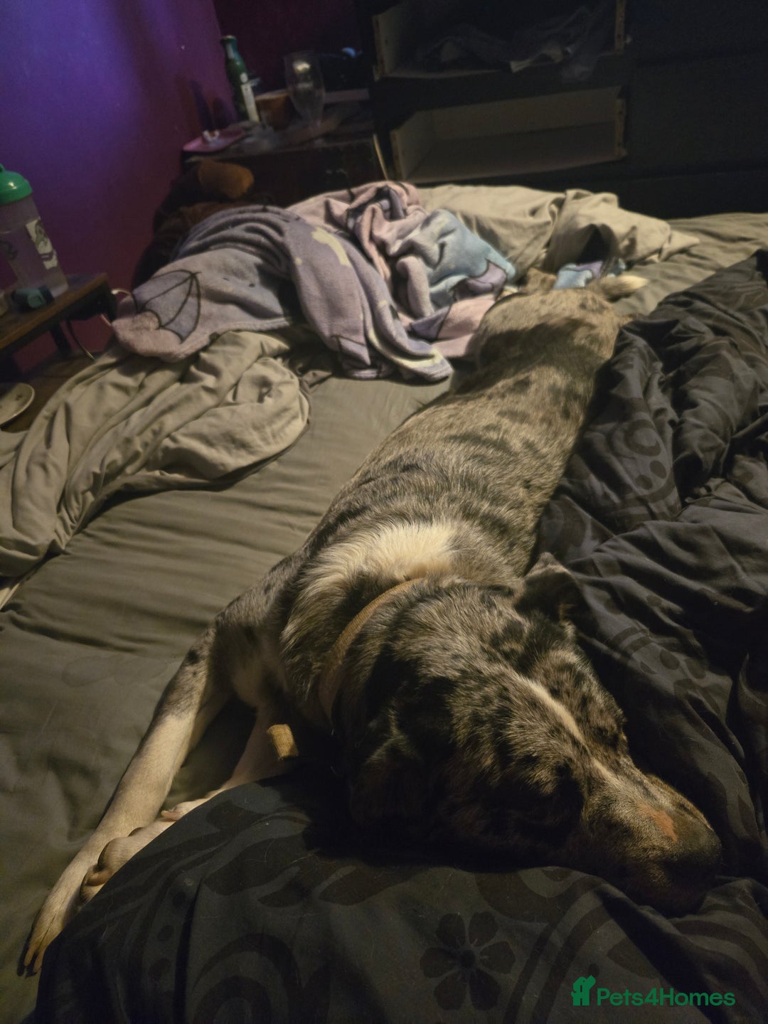 Mixed Breed dogs for sale: Caucasian shepard cross pocket bully female  - Image 1