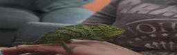 Chameleon reptiles for sale: Female Velied Chameleon  - Advert 6