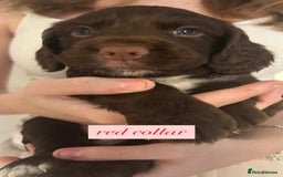 Sprocker dogs for sale: Sprocker puppies. Ready to leave 10th October.  - Image 8