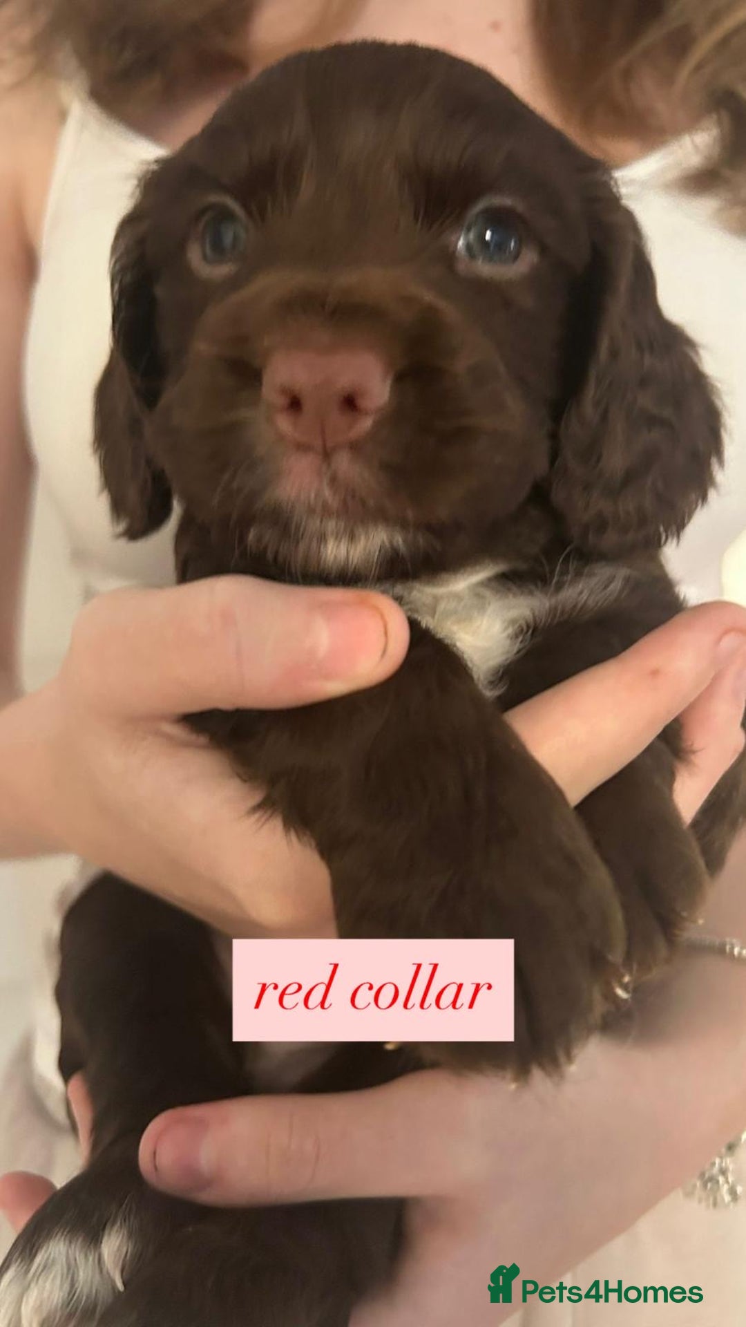 Sprocker dogs for sale: Sprocker puppies. Ready to leave 10th October.  - Image 8