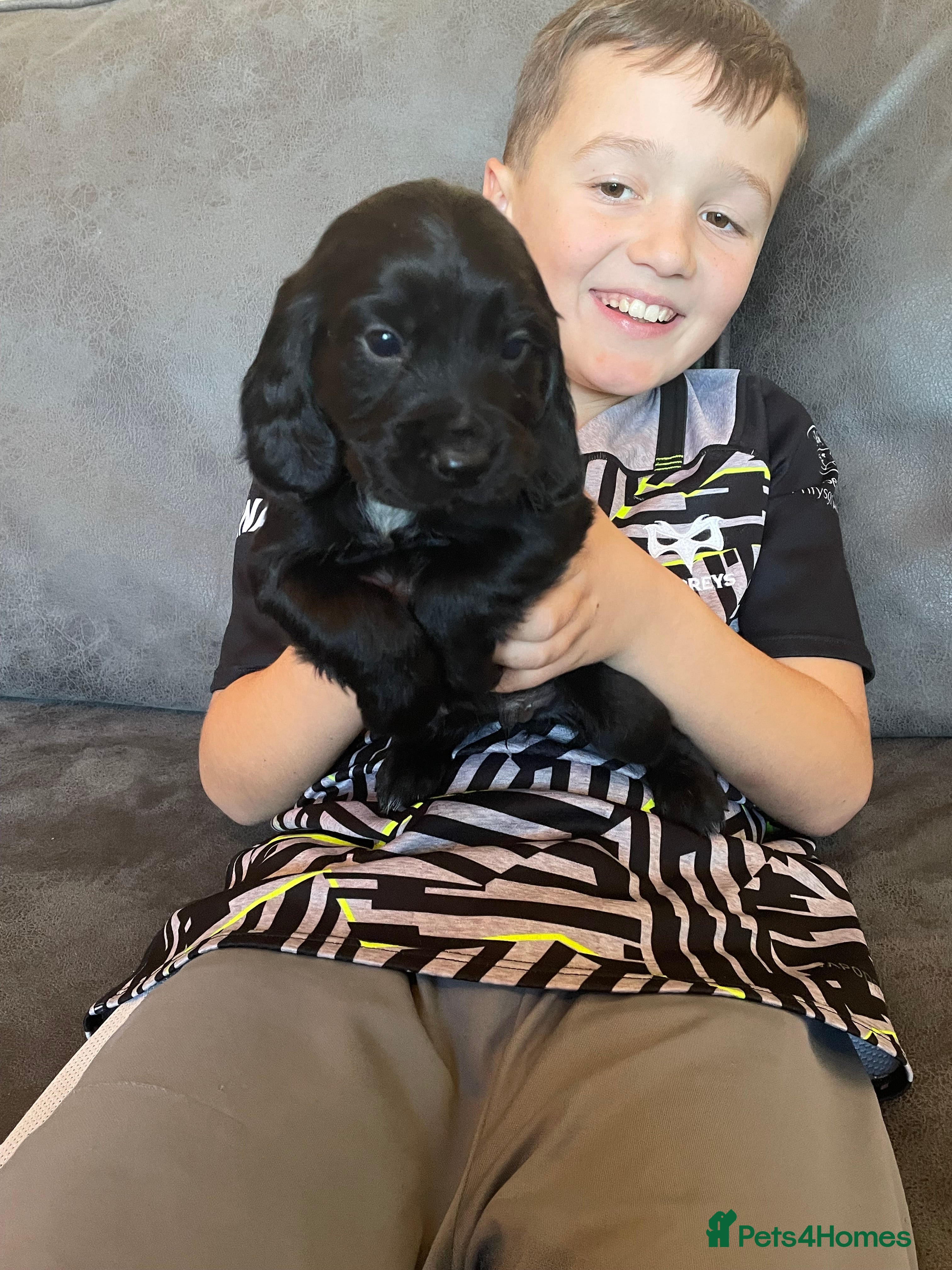 Cocker Spaniel dogs Cocker Spaniel  - Advert 15