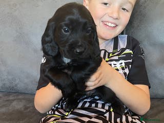 Cocker Spaniel dogs Cocker Spaniel - Advert 18