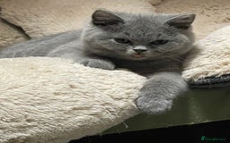 British Shorthair cats for sale: Stunning GCCF British Shorthair Pedigree Kittens - Image 7