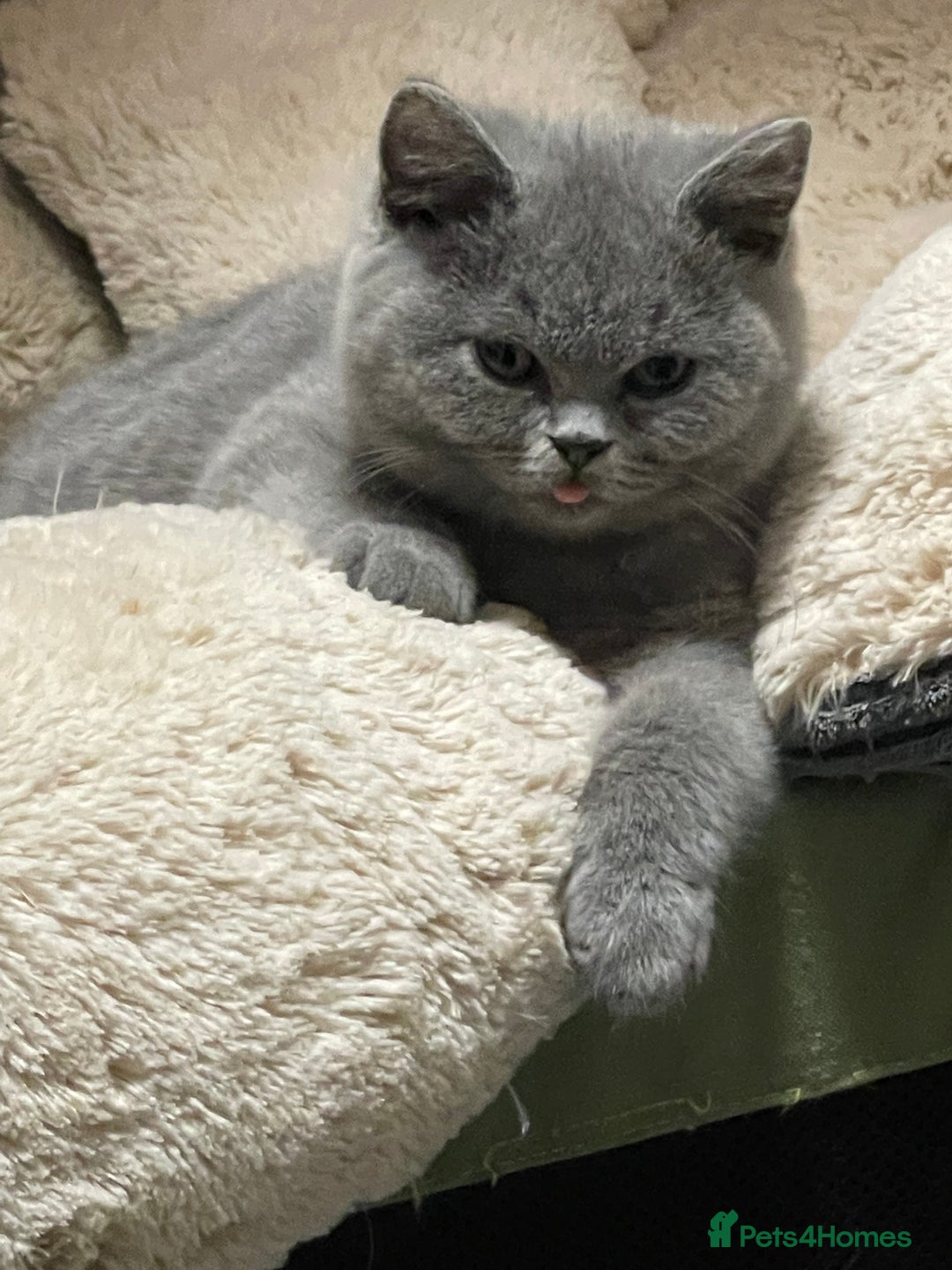 British Shorthair cats for sale: Stunning GCCF British Shorthair Pedigree Kittens - Image 7
