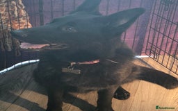 German Shepherd dogs for sale: German shepherd pedigree puppies- four weeks old. - Image 14