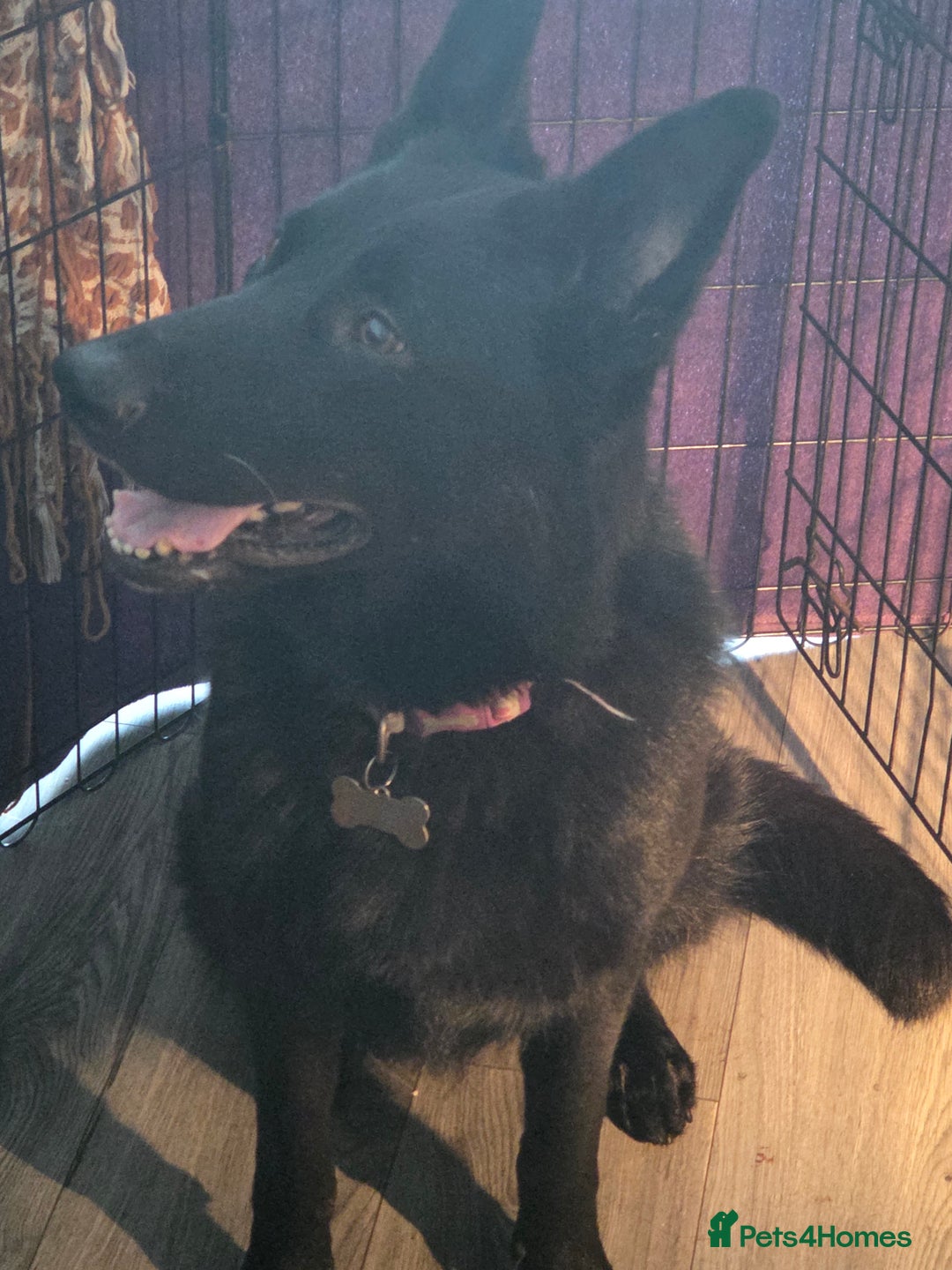German Shepherd dogs for sale: German shepherd pedigree puppies- four weeks old. - Image 14