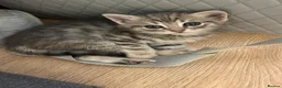 Mixed Breed cats for sale: Our Kittens Looking for Their Forever Loving Homes - Advert 5