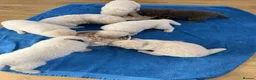 German Shepherd dogs for sale: Stunning kcreg white and blue German shepherd pups - Advert 12