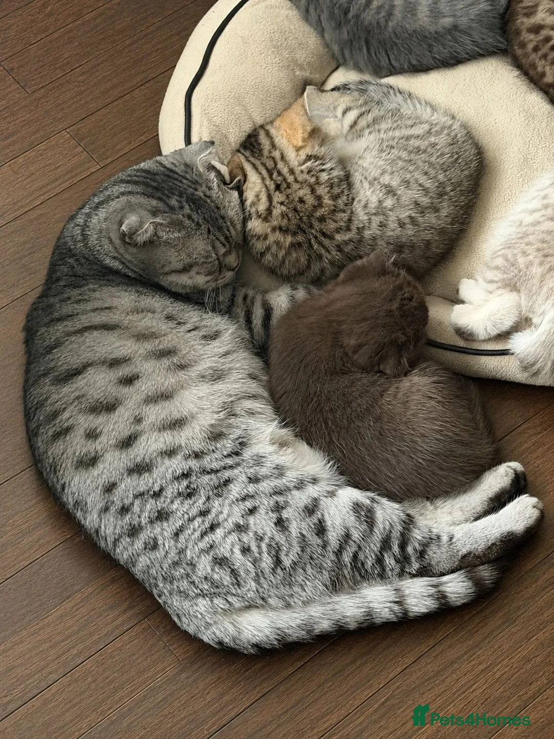 British Shorthair cats for sale: 2 girls British Short Hairs - Advert 1