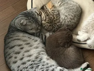 British Shorthair cats 2 girls British Short Hairs - Advert 1