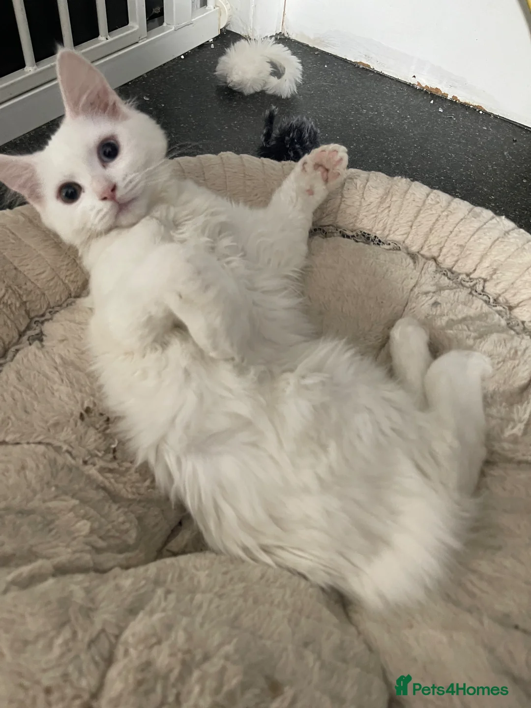 Mixed Breed cats for sale: Extremely friendly bio eye white fluffy girl - Advert 2