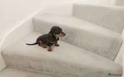 Dachshund dogs for sale: Ready to leave Wonderful Mini Dachshund Puppies - Image 2