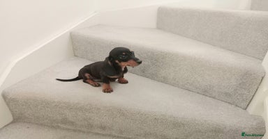 Dachshund dogs - Advert 6