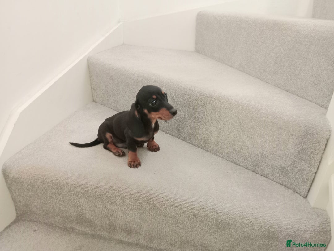 Dachshund dogs for sale: Ready to leave Wonderful Mini Dachshund Puppies - Image 2
