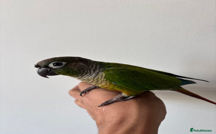 Conures birds - Advert 1