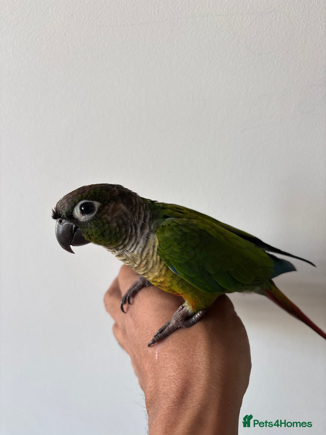 Conures birds for sale:  trained green chick conure - Image 1