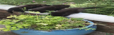 Mixed Breed 8