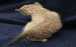 Bengal cats for sale: TICA Registered Bengal Kittens–Ready Nov 2025 🐾 - Image 9