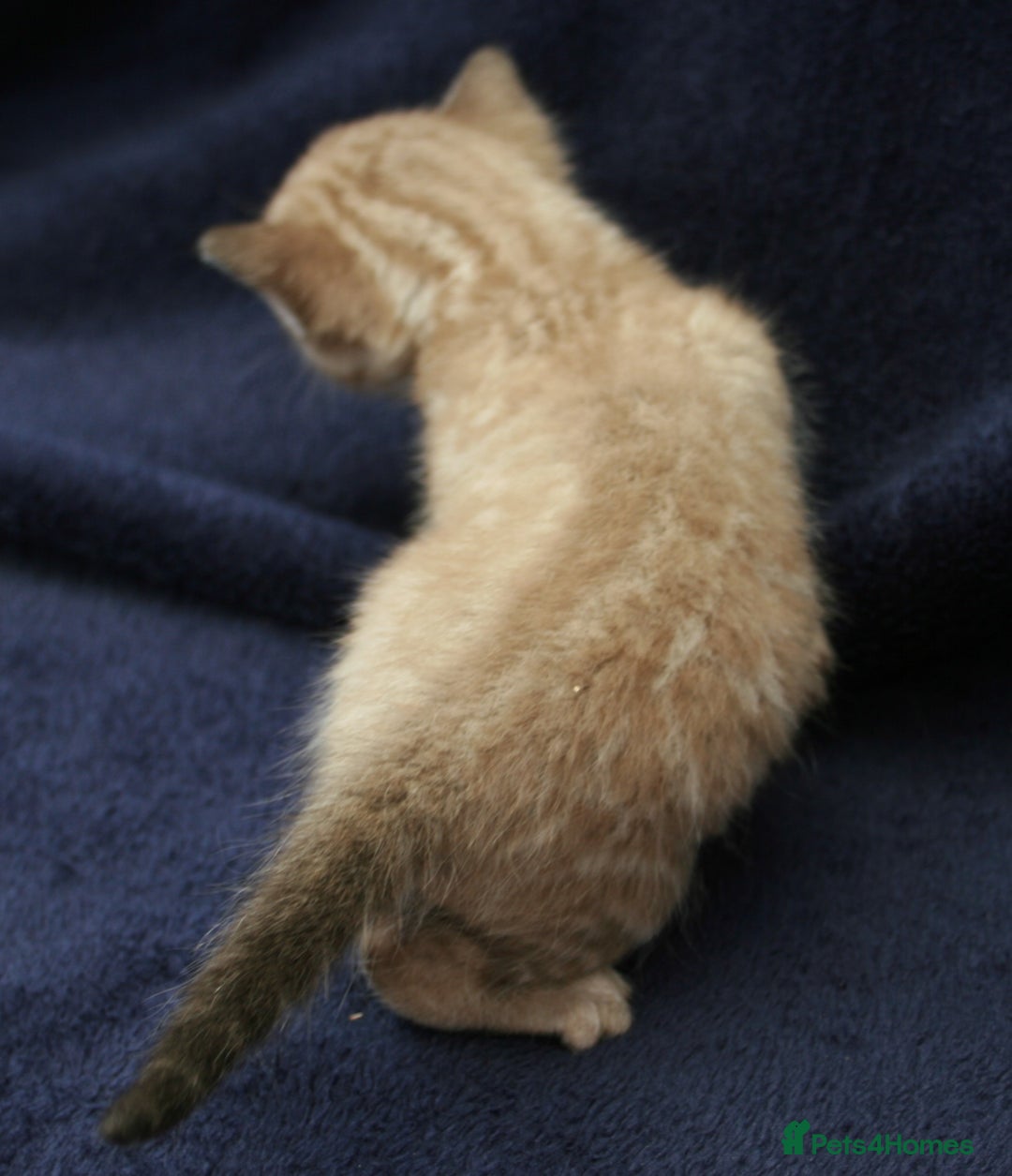 Bengal cats for sale: TICA Registered Bengal Kittens–Ready Nov 2025 🐾 - Image 9