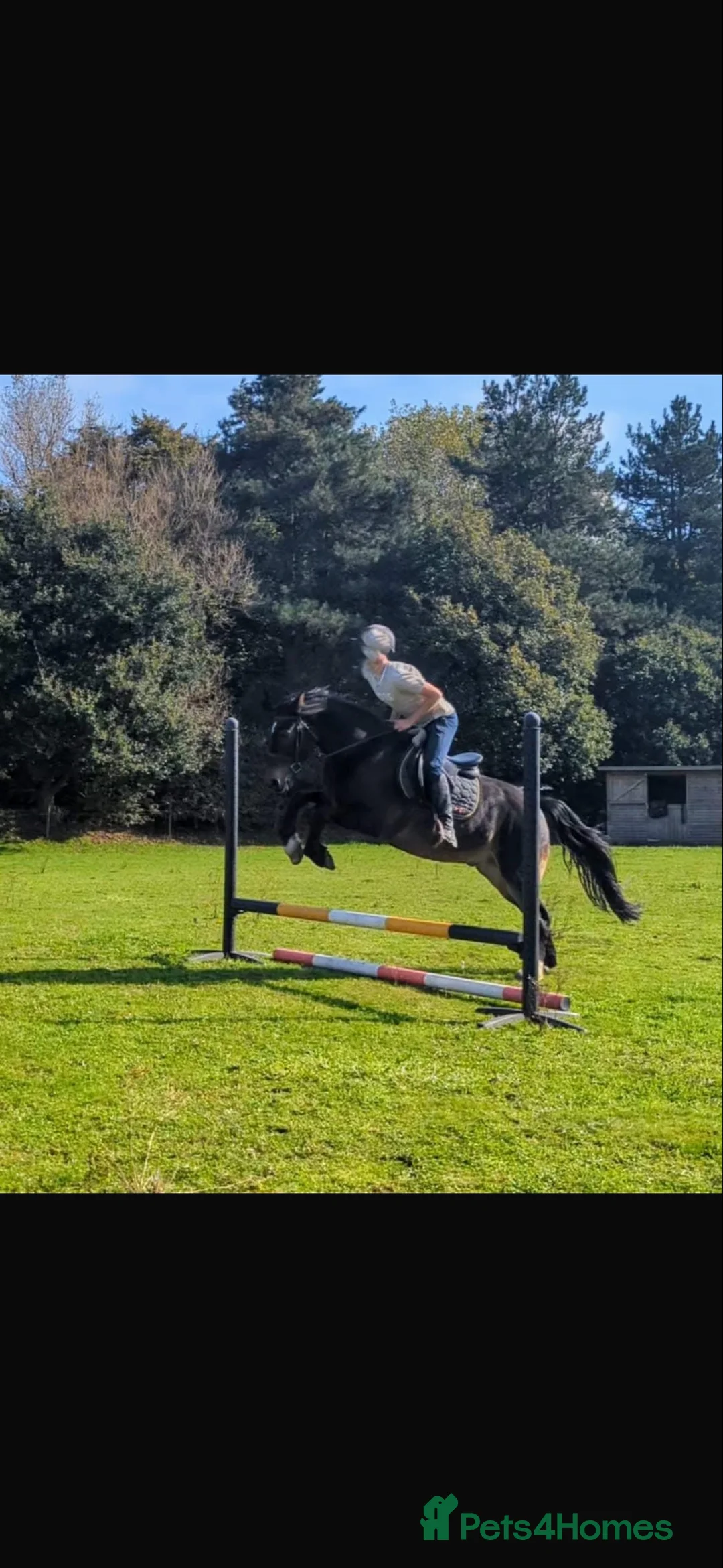 Other Breed horses for sale: 15.3h Bay gelding allrounder   - Advert 6