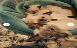 Siamese cats for sale: Beautiful chocolate and Lilac point Siamese boys - Image 4