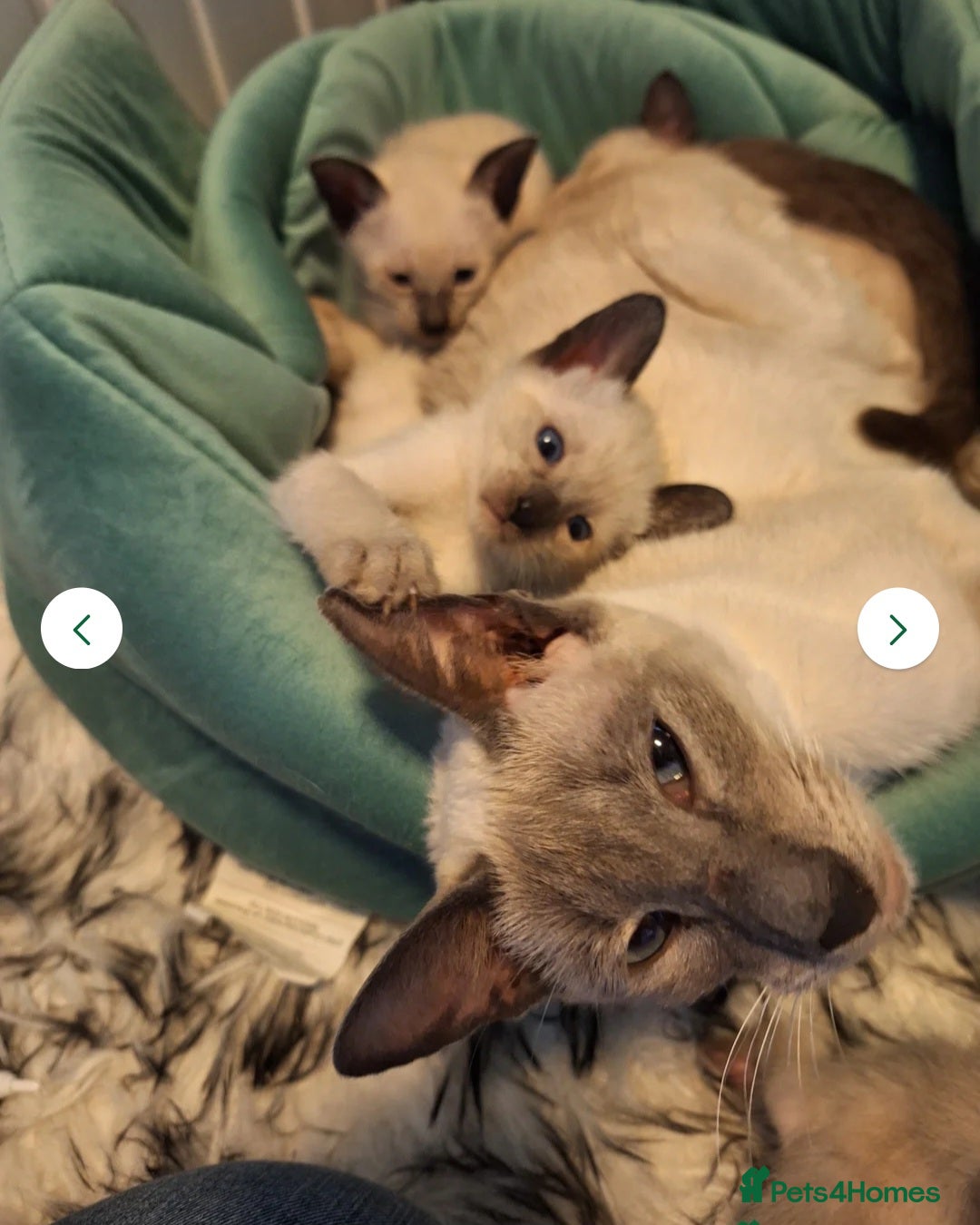 Siamese cats for sale: Beautiful chocolate and Lilac point Siamese boys - Image 4