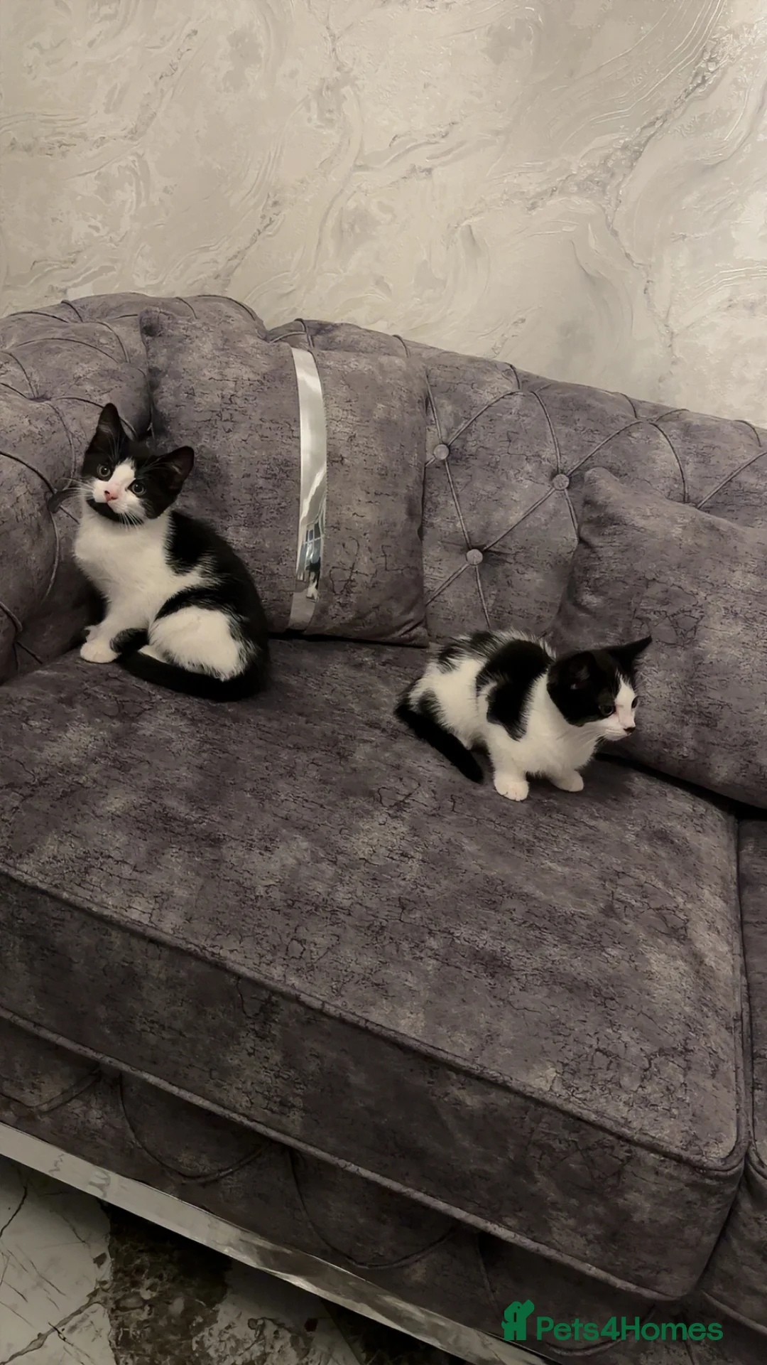 British Shorthair cats for sale: 2 lovely black and white shorthairs - Advert 27