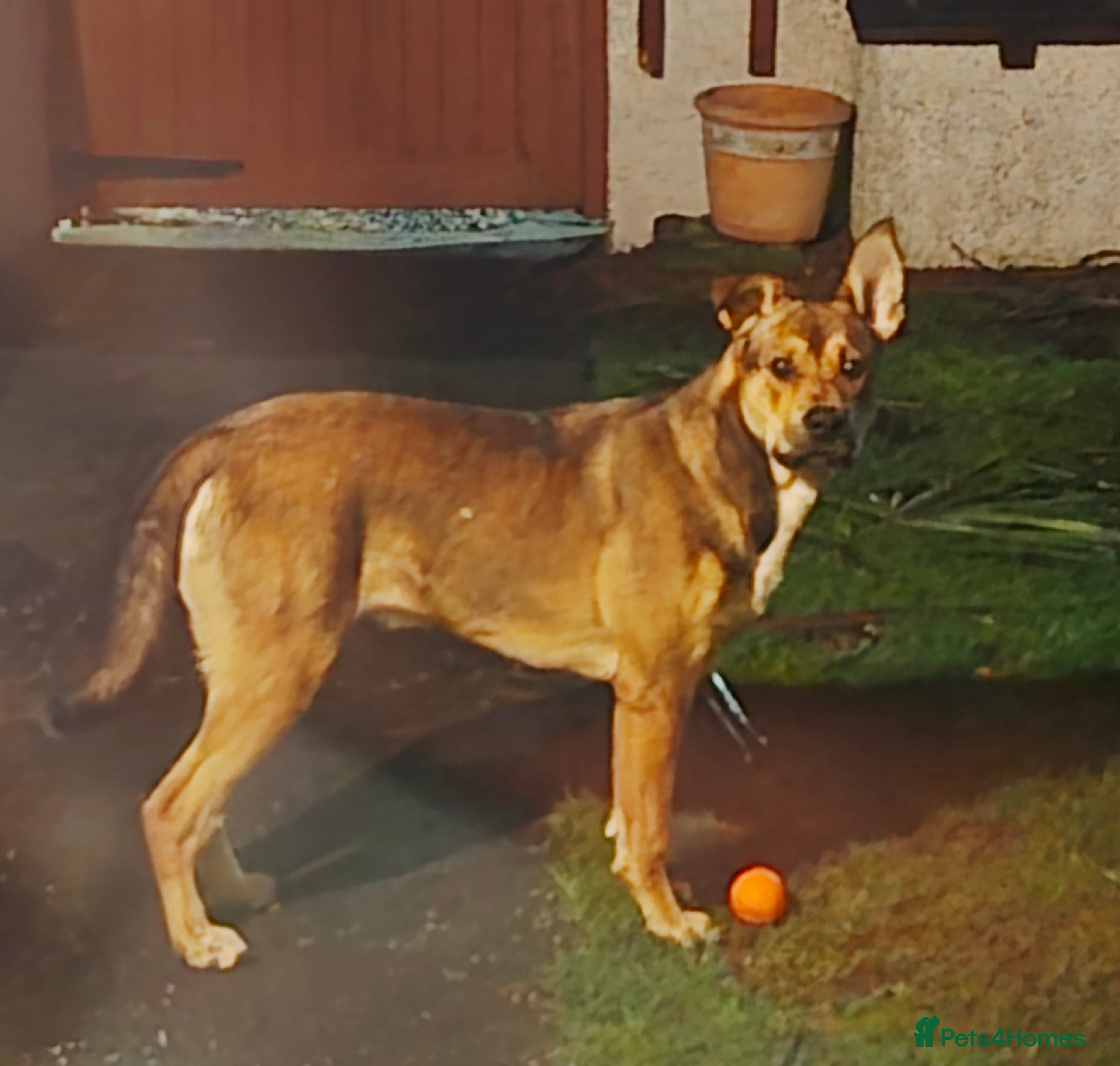 Mixed Breed dogs 7 month Belgium Mallinois X - Advert 14