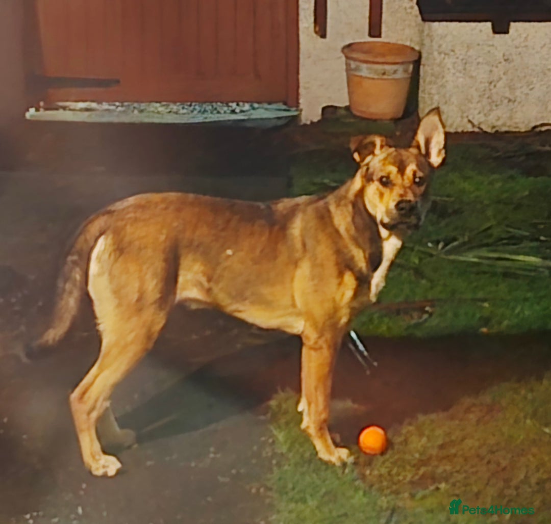 Mixed Breed dogs for sale: 7 month Belgium Mallinois X - Advert 1