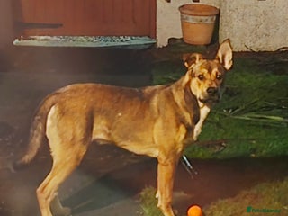 Mixed Breed dogs 7 month Belgium Mallinois X - Advert 1