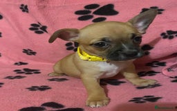 Mixed Breed dogs for sale: Frenchie x chihuahua pups bullhuahua - Advert 3