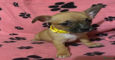 Mixed Breed dogs Frenchie x chihuahua pups bullhuahua - Advert 1