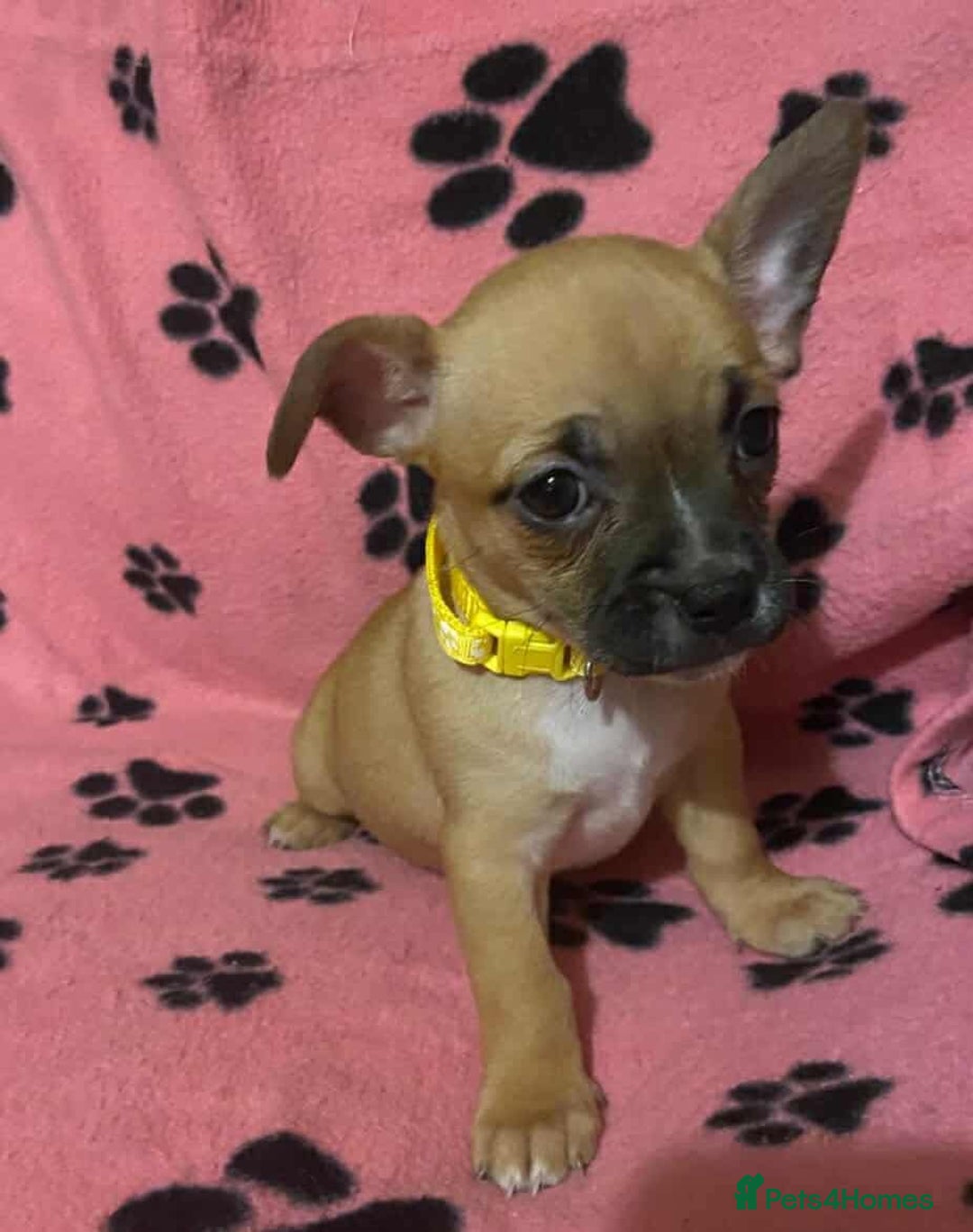 Mixed Breed dogs for sale: Frenchie x chihuahua pups bullhuahua - Advert 3