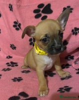 Mixed Breed dogs Frenchie x chihuahua pups bullhuahua - Advert 1