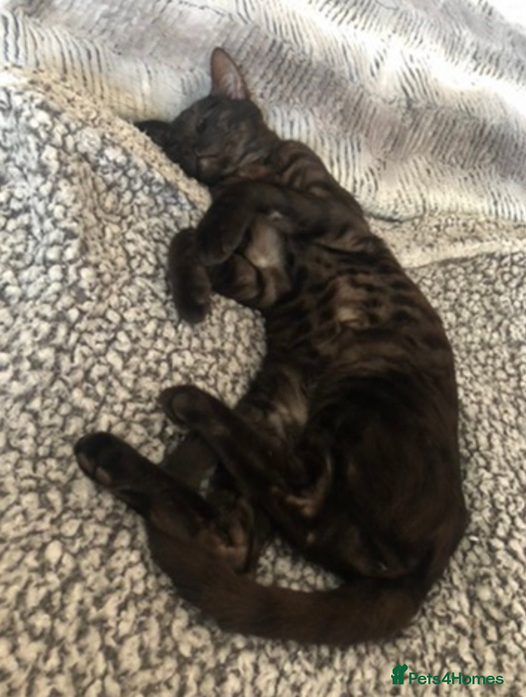 Bengal cats for sale: Well socialised kittens & retired breeding females - Advert 33