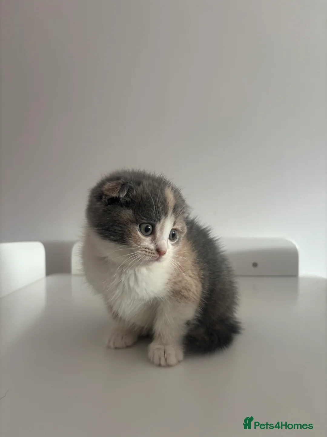 Scottish Fold cats for sale: FEMALE KITTEN READY NOW - Advert 6