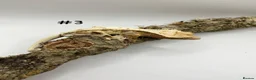 Gecko reptiles for sale: NEW Adult + Juvenile Crested Geckos + Lilly Whites - Advert 6