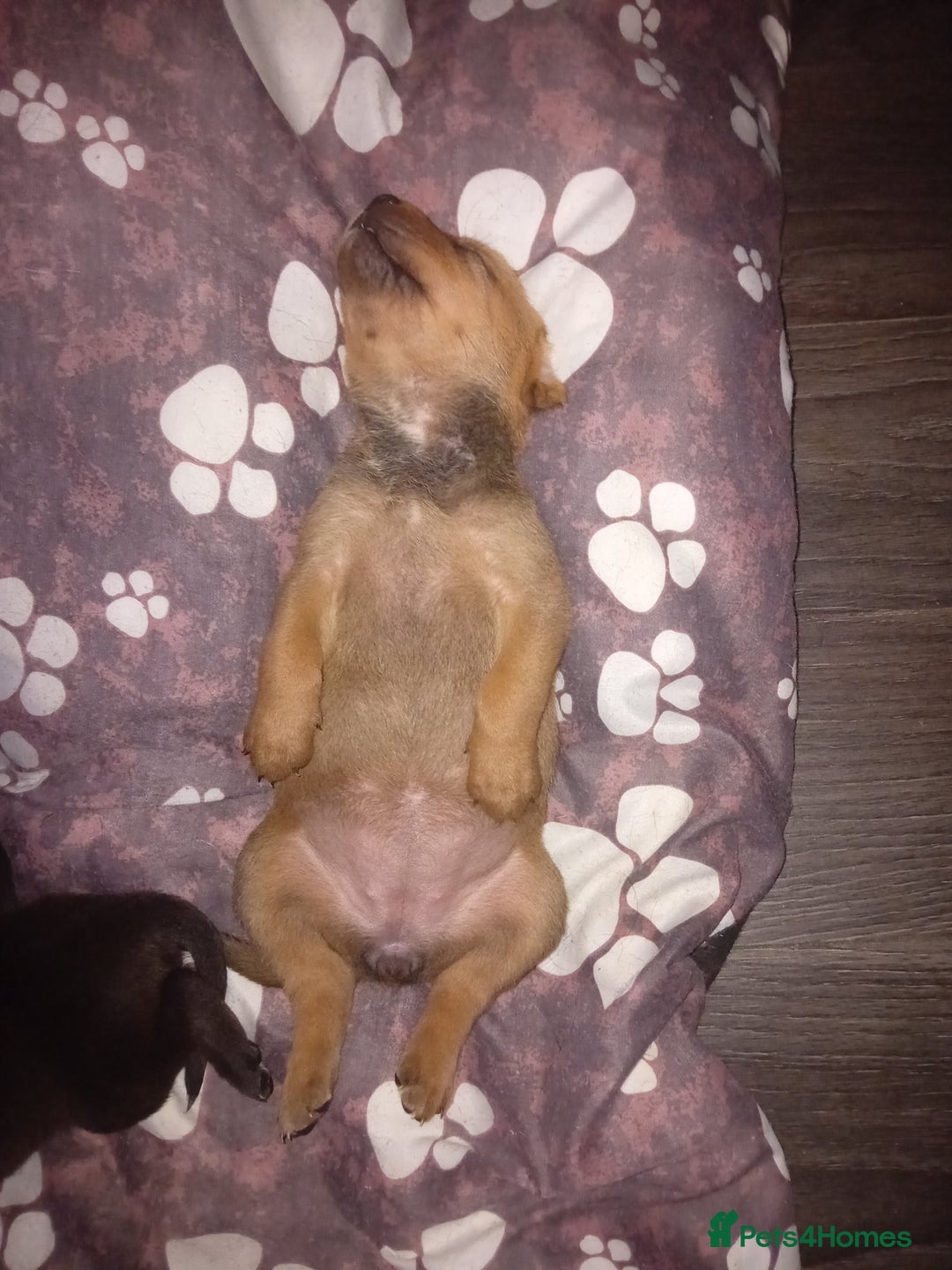 Mixed Breed dogs for sale: Gorgeous rottweiler cross puppies  - Image 34