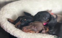 Miniature Dachshund dogs for sale: KC mini dachshund Black n Tan girl ready to home  - Image 33