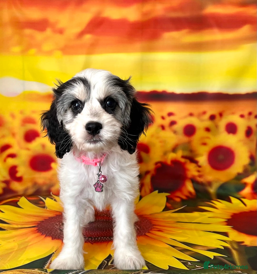 Cockapoo dogs for sale: ⭐️Rare Silver Phantom DNA CLEAR Mini F1 Cockapoos - Image 9