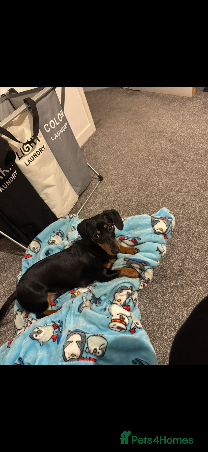 Dachshund dogs Miniature Dachshundd - Advert 14