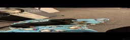Dachshund dogs for sale: Miniature Dachshundd - Advert 1