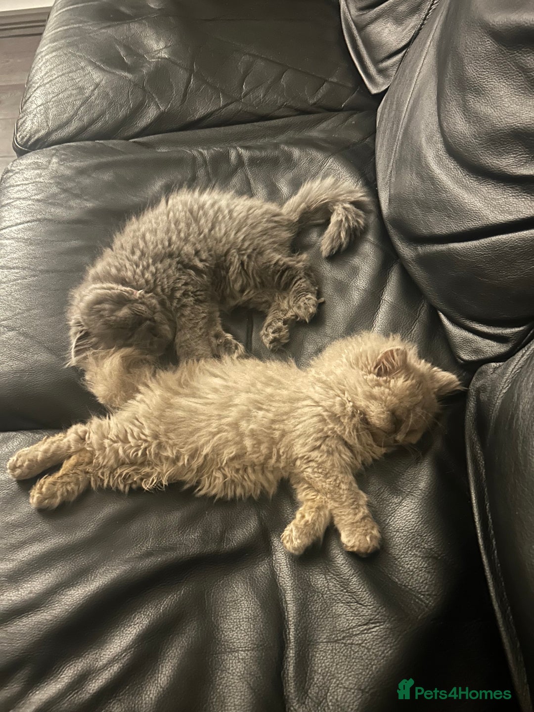 British Longhair cats for sale: British long hair x long hair  - Image 5