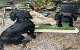 Cocker Spaniel dogs for sale: Working Cocker Pups  - Image 2